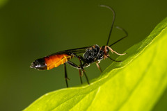 Agrothereutina