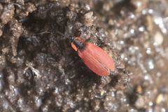 Lycus sanguinipennis