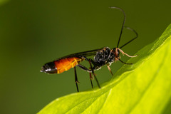 Agrothereutina