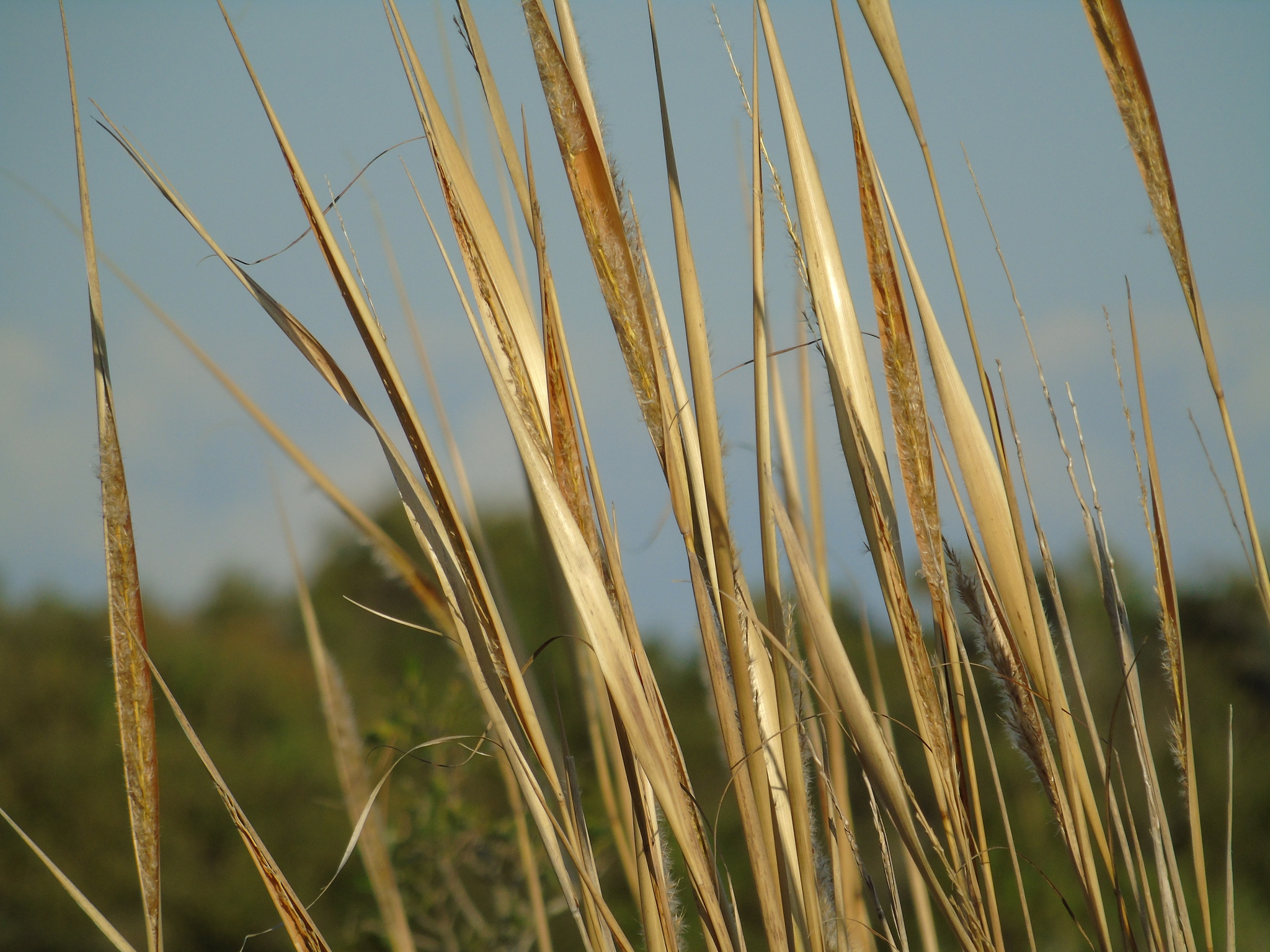 Saccharum angustifolium