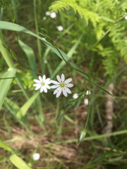 Stellaria graminea