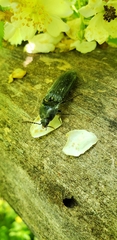 Melanactes