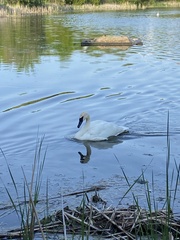 Cygnus buccinator