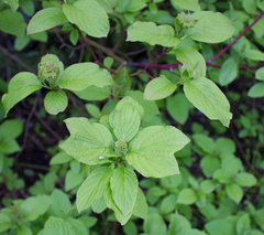 Cornus sanguinea