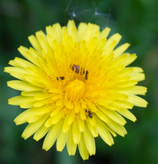 Taraxacum officinale