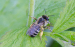 Andrena