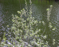Salix