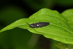 Proludius silvaticus