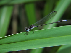 Argia pulla