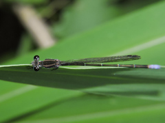 Argia pulla