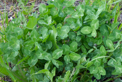 Trifolium pratense