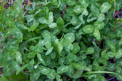 Trifolium pratense