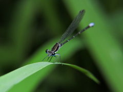 Argia pulla