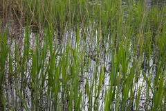 Phragmites australis