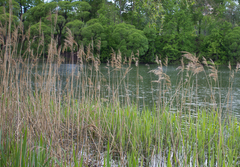 Phragmites australis