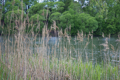 Phragmites australis