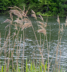 Phragmites australis