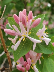 Lonicera tatarica