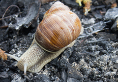 Helix pomatia