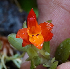 Fernandezia sanguinea