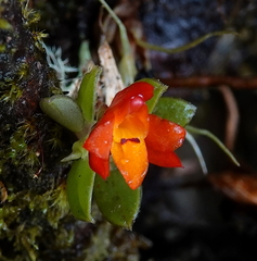 Fernandezia sanguinea