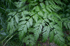 Anthriscus sylvestris