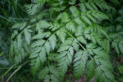 Anthriscus sylvestris