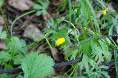 Ranunculus auricomus