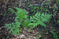 Anthriscus sylvestris