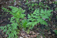 Anthriscus sylvestris