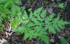 Anthriscus sylvestris