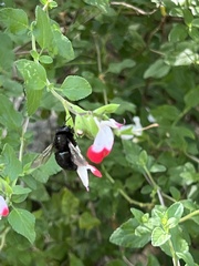 Xylocopa tabaniformis orpifex