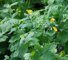 Chelidonium majus