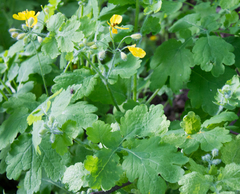 Chelidonium majus