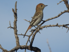 Knipolegus striaticeps