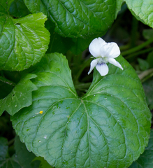 Viola mirabilis