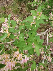 Lonicera tatarica