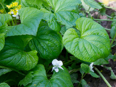 Viola mirabilis