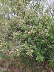 Lonicera tatarica