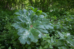 Heracleum sosnowskyi