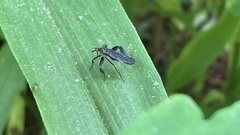 Rhamphomyia longicauda