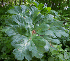 Heracleum sosnowskyi