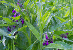 Symphytum officinale
