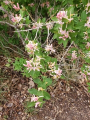 Lonicera tatarica
