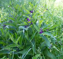 Symphytum officinale