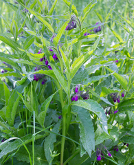 Symphytum officinale
