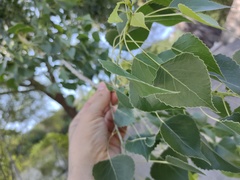 Populus mexicana