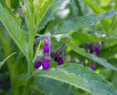 Symphytum officinale