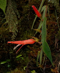 Columnea ceticeps