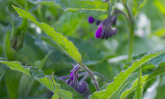 Symphytum officinale